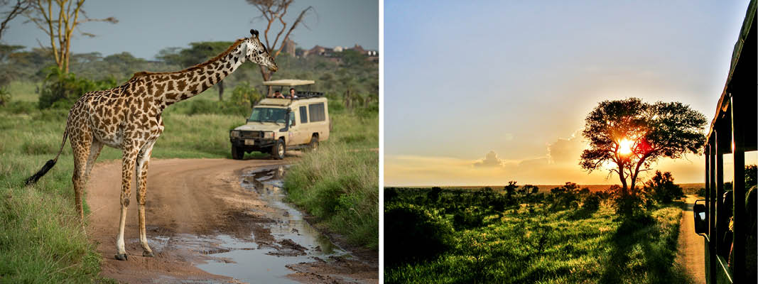 En giraff i naturen i Sydafrika med en jeep i förgrunden ute på safari och en solnedgång nära Johannesburg.